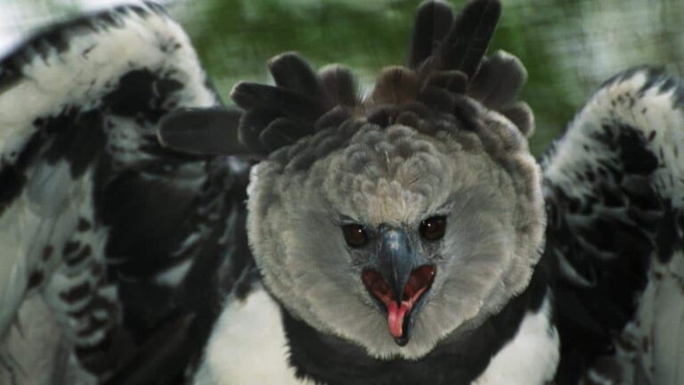 harpy eagle panama
